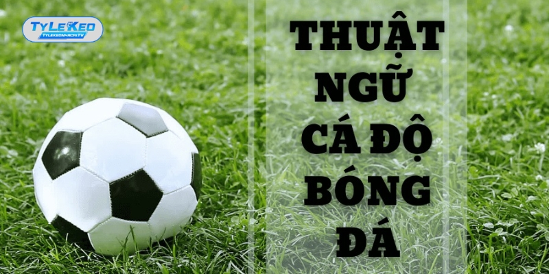 Việc hiểu rõ các thuật ngữ cá độ bóng đá vô cùng quan trọng Việc hiểu rõ các thuật ngữ cá độ bóng đá vô cùng quan trọng